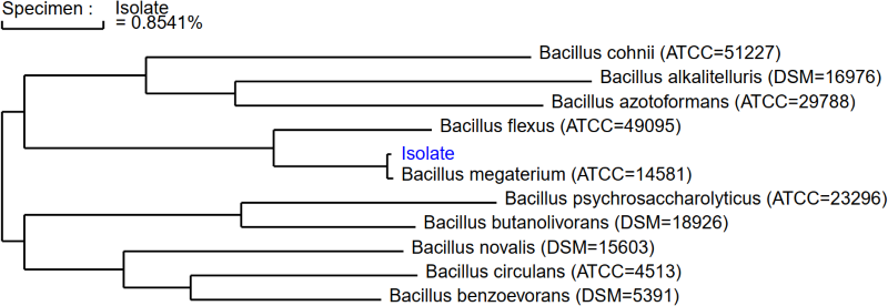 Phylogenetic tree produced by MicroSEQ ID